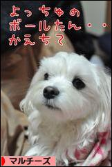 にほんブログ村 犬ブログ マルチーズへ