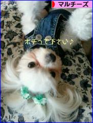 にほんブログ村 犬ブログ マルチーズへ