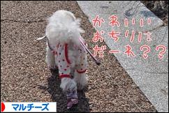 にほんブログ村 犬ブログ マルチーズへ