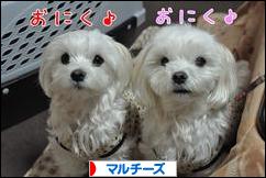 にほんブログ村 犬ブログ マルチーズへ