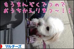にほんブログ村 犬ブログ マルチーズへ