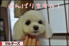 にほんブログ村 犬ブログ マルチーズへ
