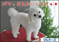 にほんブログ村 犬ブログ マルチーズへ