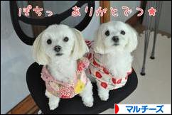 にほんブログ村 犬ブログ マルチーズへ