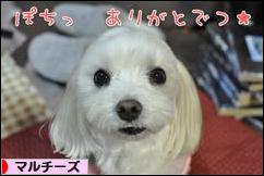 にほんブログ村 犬ブログ マルチーズへ