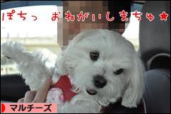 にほんブログ村 犬ブログ マルチーズへ