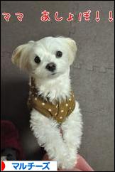 にほんブログ村 犬ブログ マルチーズへ