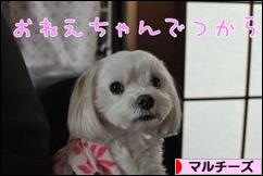 にほんブログ村 犬ブログ マルチーズへ