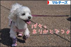 にほんブログ村 犬ブログ マルチーズへ