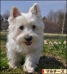 にほんブログ村 犬ブログ マルチーズへ