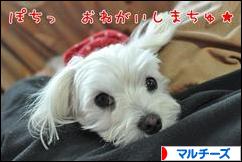 にほんブログ村 犬ブログ マルチーズへ