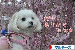 にほんブログ村 犬ブログ マルチーズへ