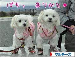 にほんブログ村 犬ブログ マルチーズへ