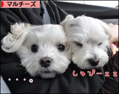 にほんブログ村 犬ブログ マルチーズへ