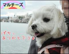 にほんブログ村 犬ブログ マルチーズへ