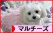 にほんブログ村 犬ブログ マルチーズへ