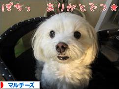 にほんブログ村 犬ブログ マルチーズへ