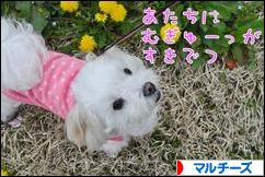 にほんブログ村 犬ブログ マルチーズへ