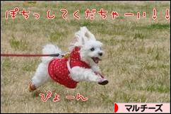 にほんブログ村 犬ブログ マルチーズへ