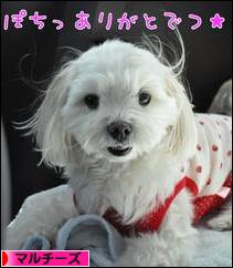 にほんブログ村 犬ブログ マルチーズへ