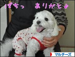 にほんブログ村 犬ブログ マルチーズへ