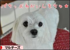 にほんブログ村 犬ブログ マルチーズへ