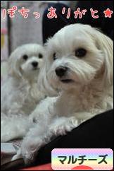 にほんブログ村 犬ブログ マルチーズへ