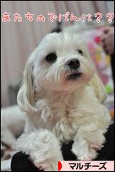 にほんブログ村 犬ブログ マルチーズへ