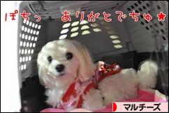 にほんブログ村 犬ブログ マルチーズへ