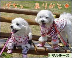 にほんブログ村 犬ブログ マルチーズへ