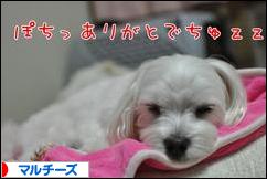 にほんブログ村 犬ブログ マルチーズへ