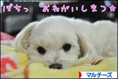 にほんブログ村 犬ブログ マルチーズへ
