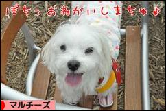 にほんブログ村 犬ブログ マルチーズへ