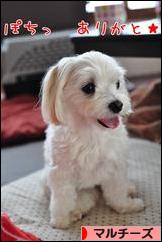 にほんブログ村 犬ブログ マルチーズへ