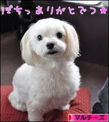 にほんブログ村 犬ブログ マルチーズへ