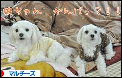 にほんブログ村 犬ブログ マルチーズへ