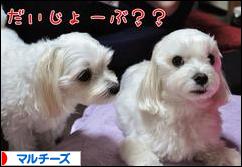 にほんブログ村 犬ブログ マルチーズへ