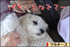 にほんブログ村 犬ブログ マルチーズへ