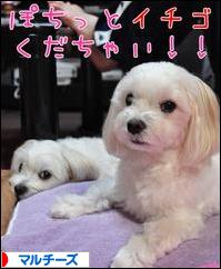 にほんブログ村 犬ブログ マルチーズへ