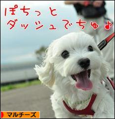 にほんブログ村 犬ブログ マルチーズへ