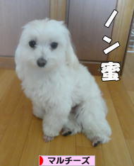 にほんブログ村 犬ブログ マルチーズへ