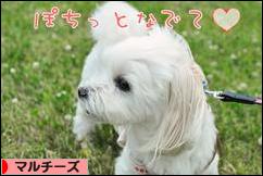 にほんブログ村 犬ブログ マルチーズへ