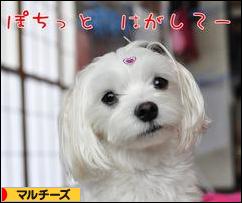 にほんブログ村 犬ブログ マルチーズへ