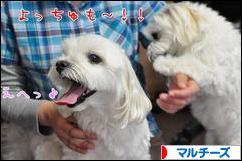にほんブログ村 犬ブログ マルチーズへ