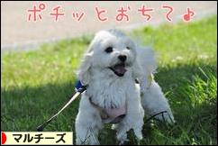 にほんブログ村 犬ブログ マルチーズへ