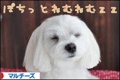 にほんブログ村 犬ブログ マルチーズへ