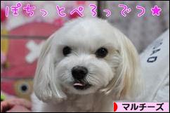 にほんブログ村 犬ブログ マルチーズへ