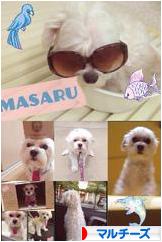 にほんブログ村 犬ブログ マルチーズへ