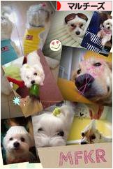 にほんブログ村 犬ブログ マルチーズへ
