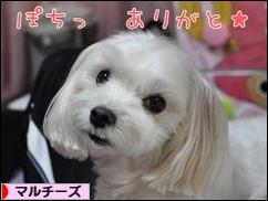 にほんブログ村 犬ブログ マルチーズへ